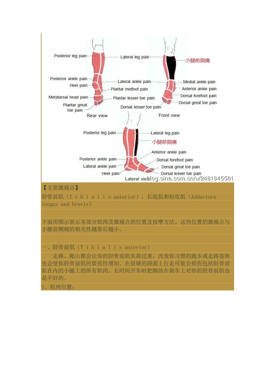 激痛点和肌肉疼痛自我按摩治疗(31)------小腿前侧痛_第2页