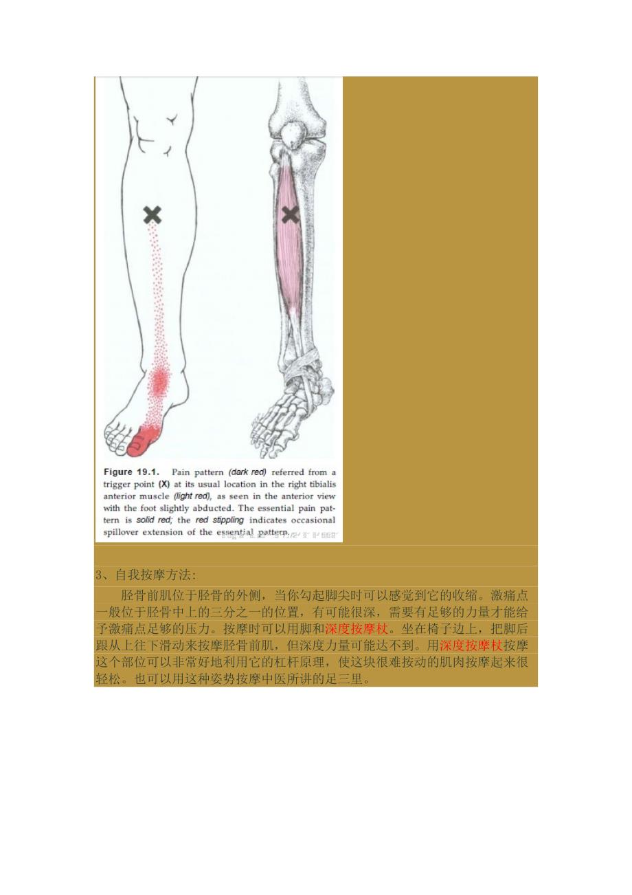 激痛点和肌肉疼痛自我按摩治疗(31)------小腿前侧痛_第4页