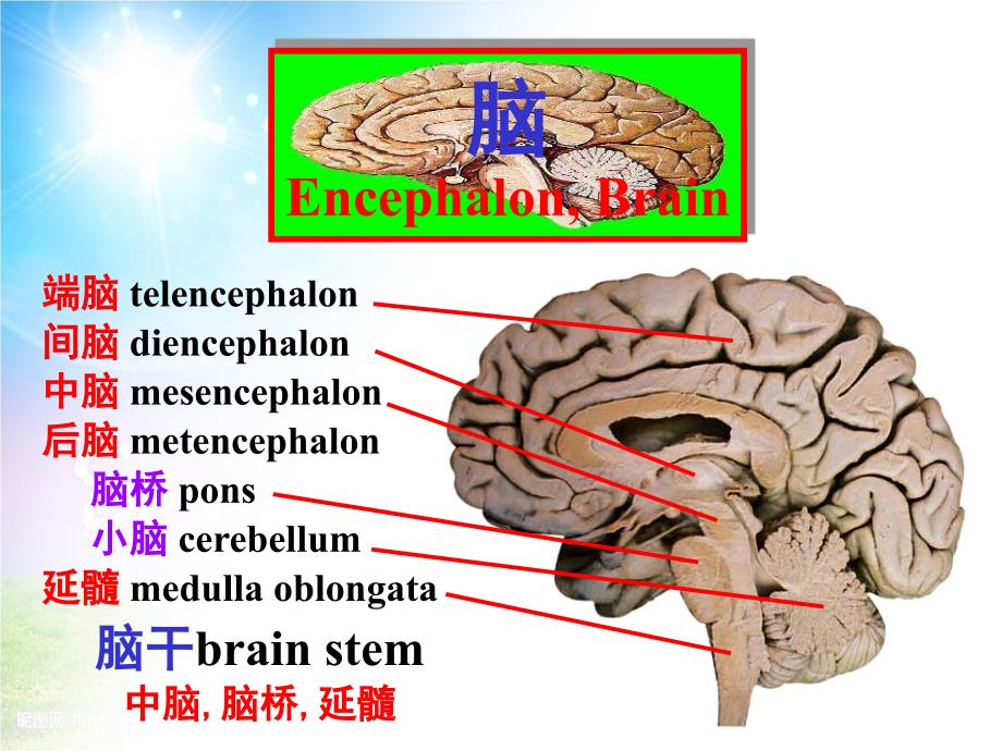 语言的生物基础8中枢神经脑干_第3页