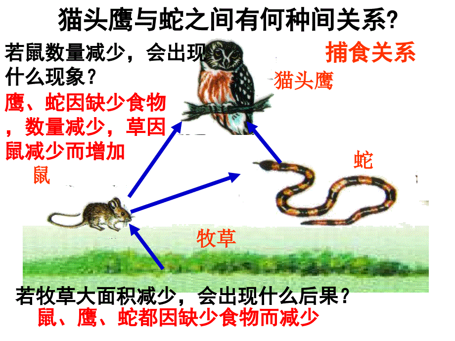 能量流动和物质循环_第4页