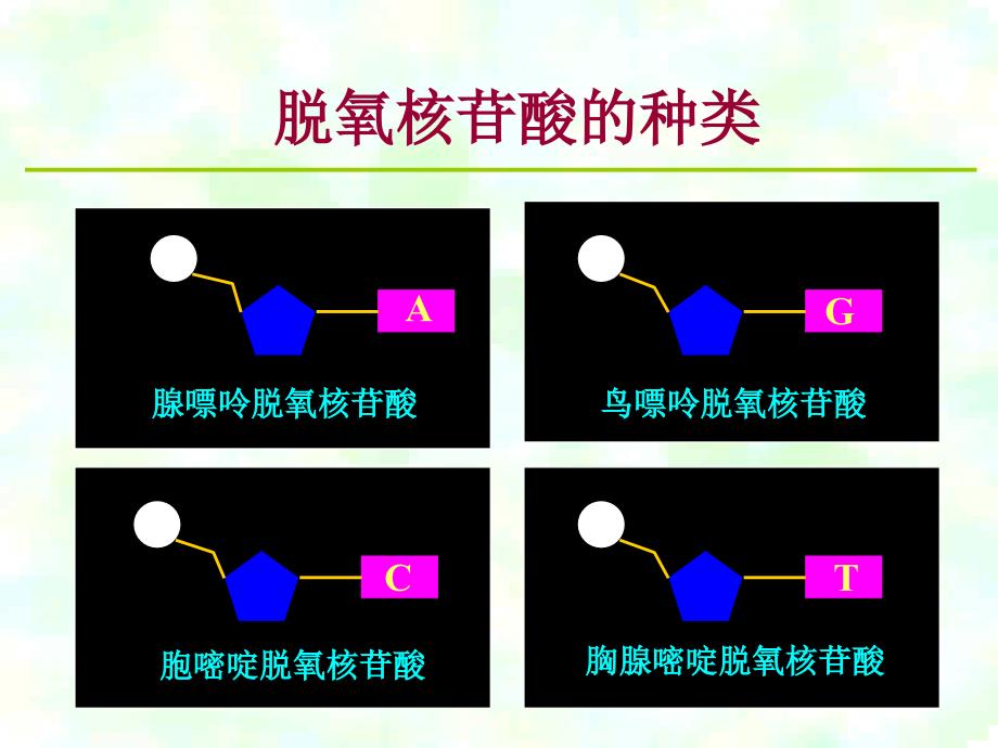 高中生物课件：第二节DNA分子结构及特点_第4页