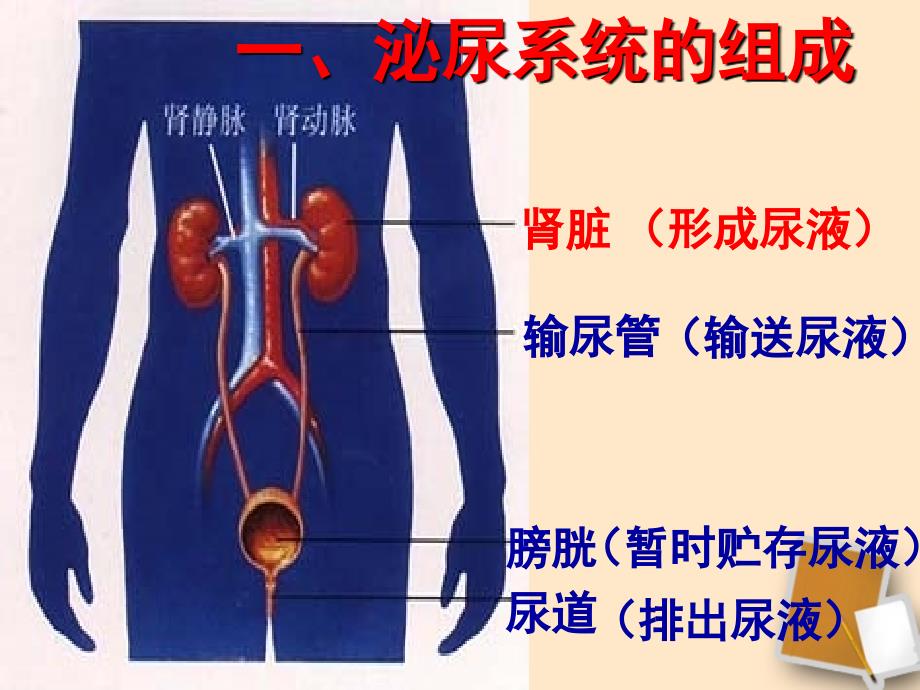 七年级生物下册第五章人体内废物的排出_第4页