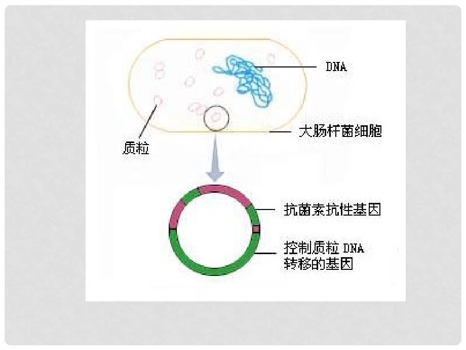 八年级生物下册 25.2 现代生物技术课件 （新版）北师大版_第4页