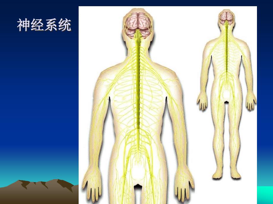 第十二章神经系统的感觉机能与感觉器官_第2页