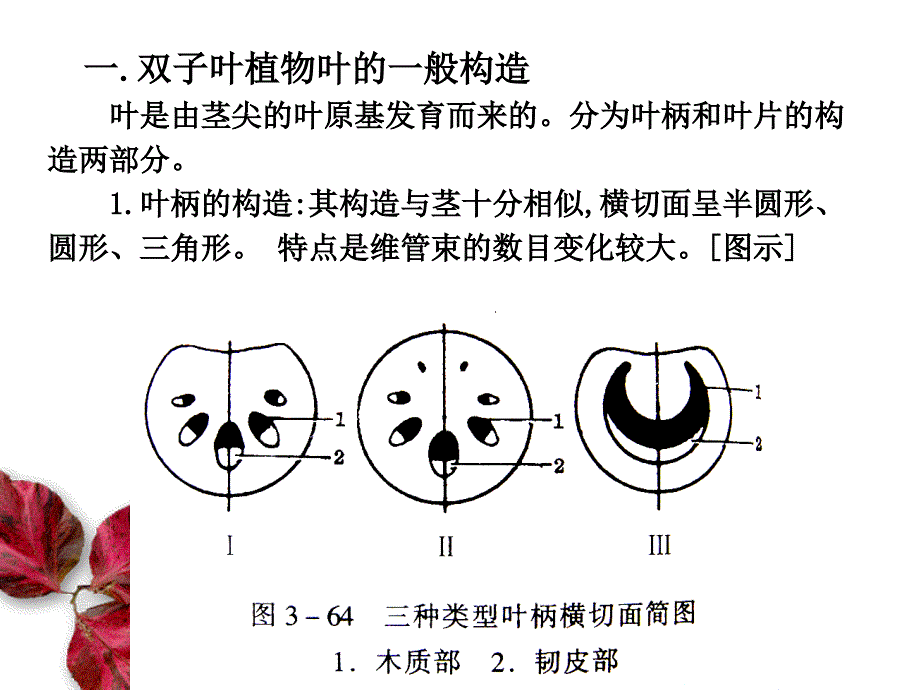 以薄荷叶为例_第4页