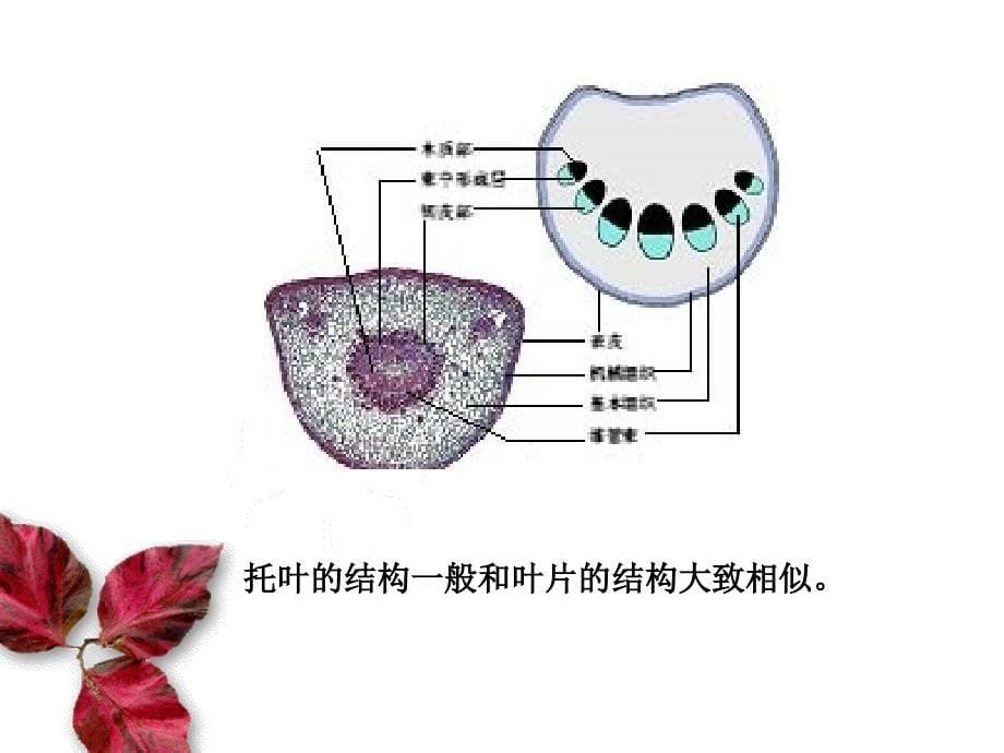 以薄荷叶为例_第5页