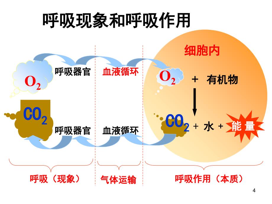 第五章第3节细胞呼吸公开课分享资料_第4页