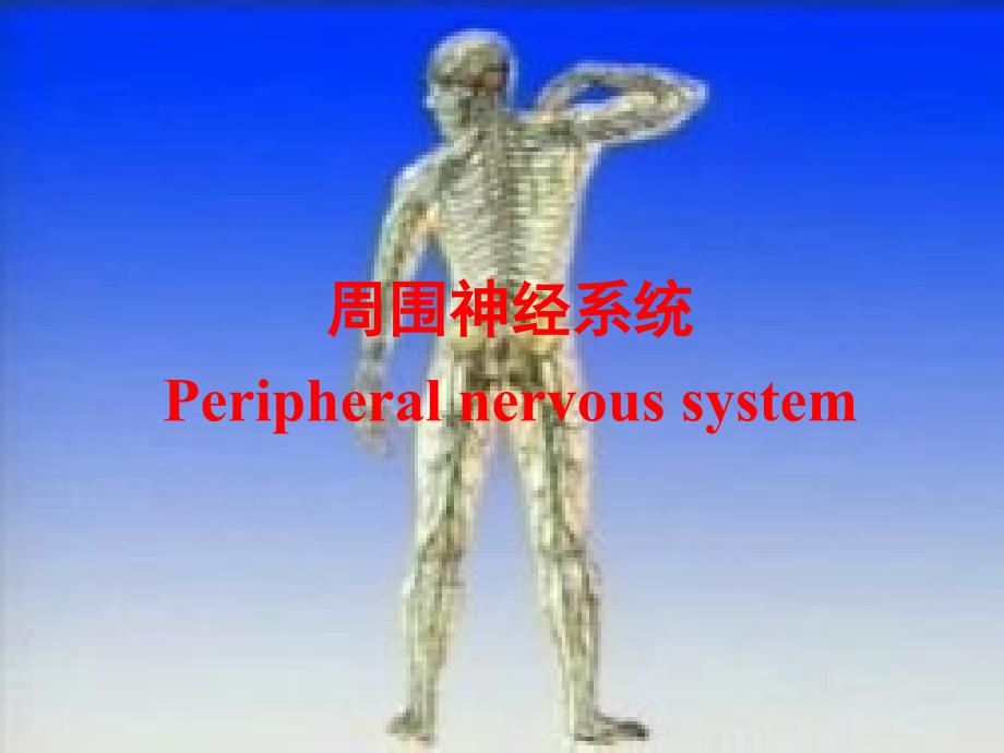 颈丛ppt参考课件_第1页