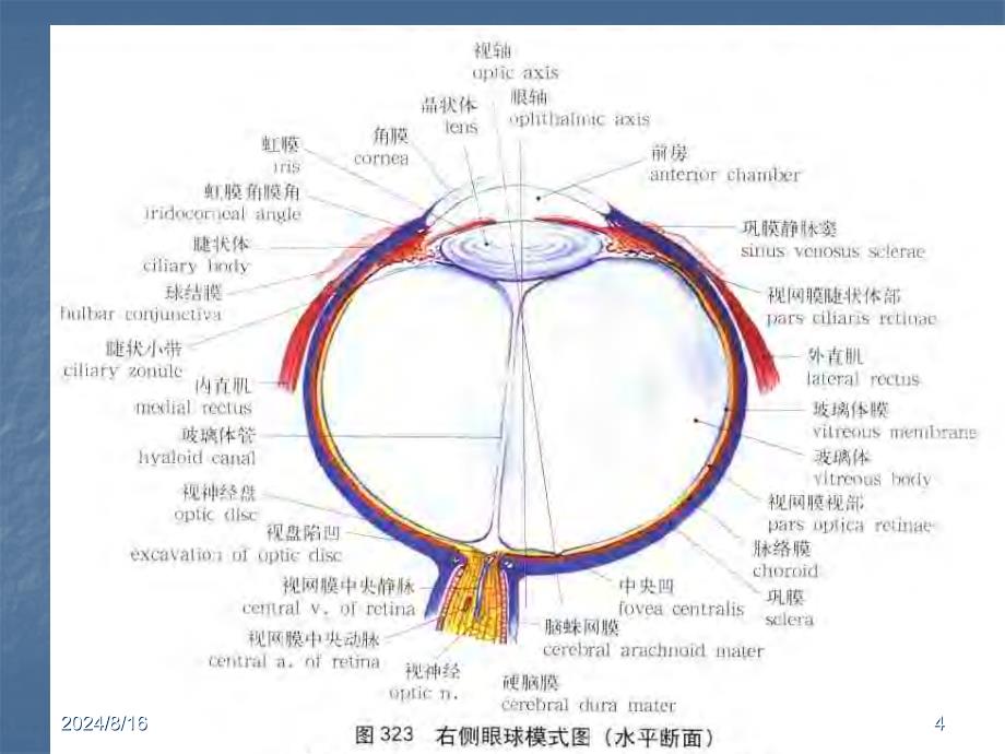 眼科学基础(new)_第4页