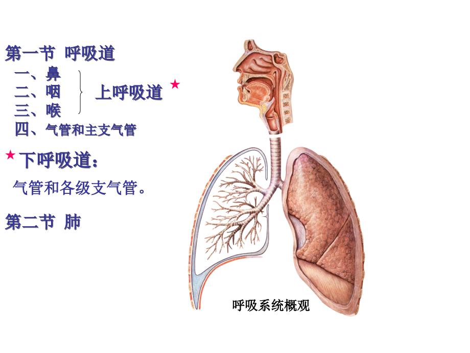 呼吸道基本结构课件_第1页