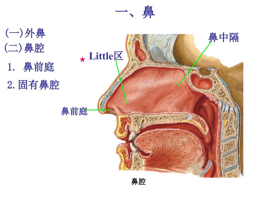 呼吸道基本结构课件_第4页