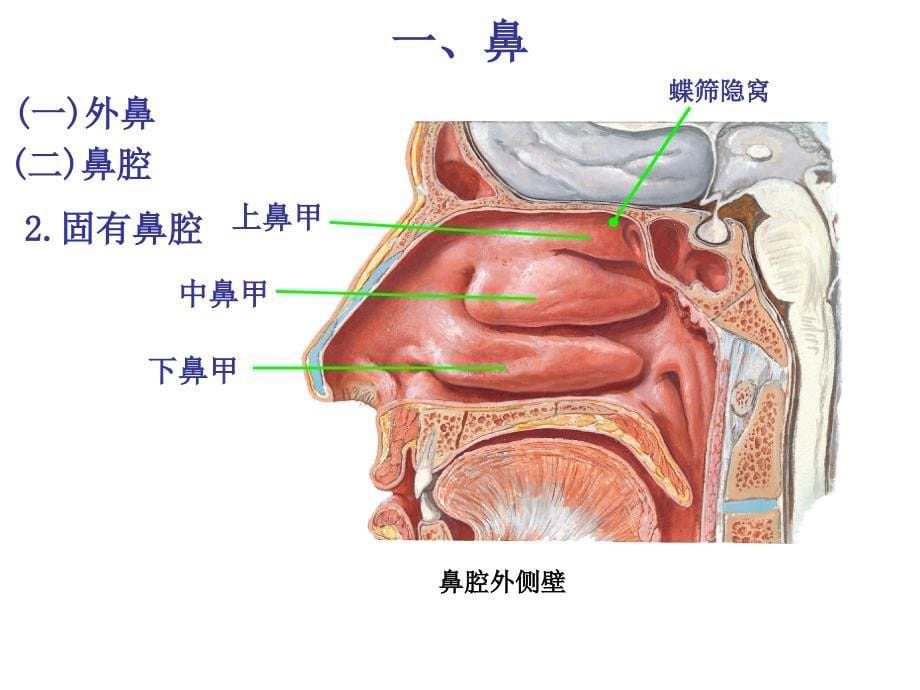 呼吸道基本结构课件_第5页