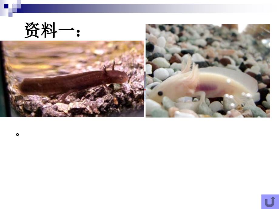 细胞核.ppt00_第3页