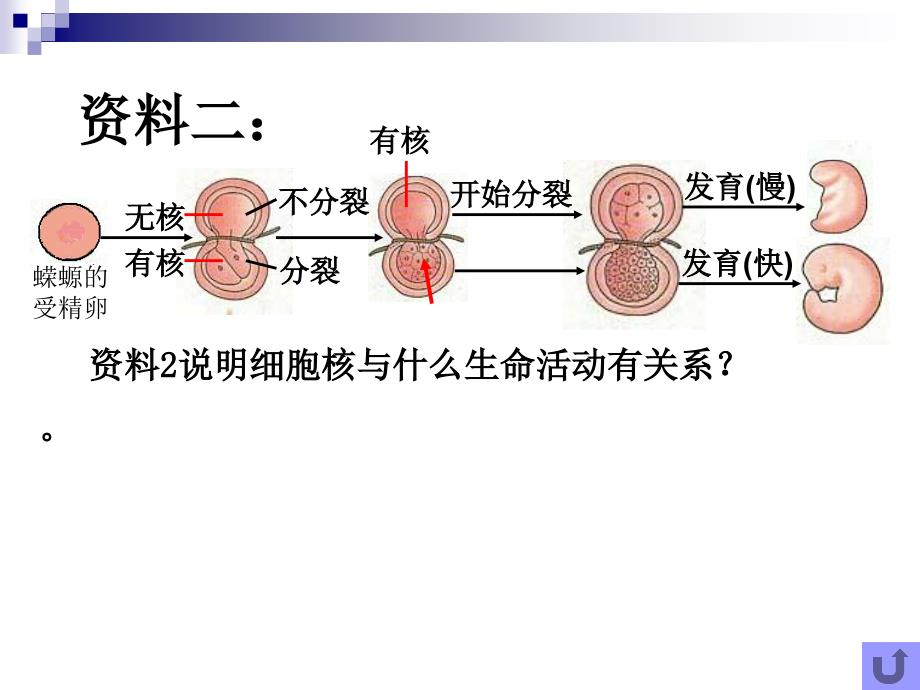 细胞核.ppt00_第4页