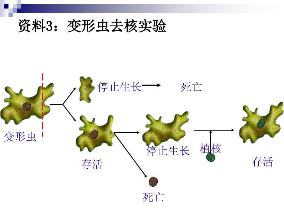 细胞核.ppt00_第5页