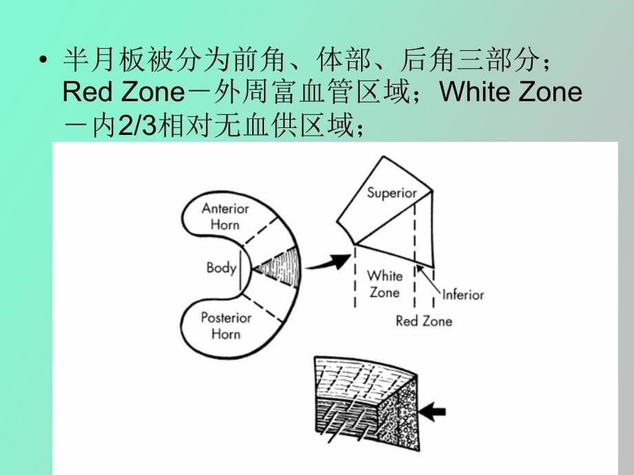 膝关节MRI之正常解剖外文综述_第5页