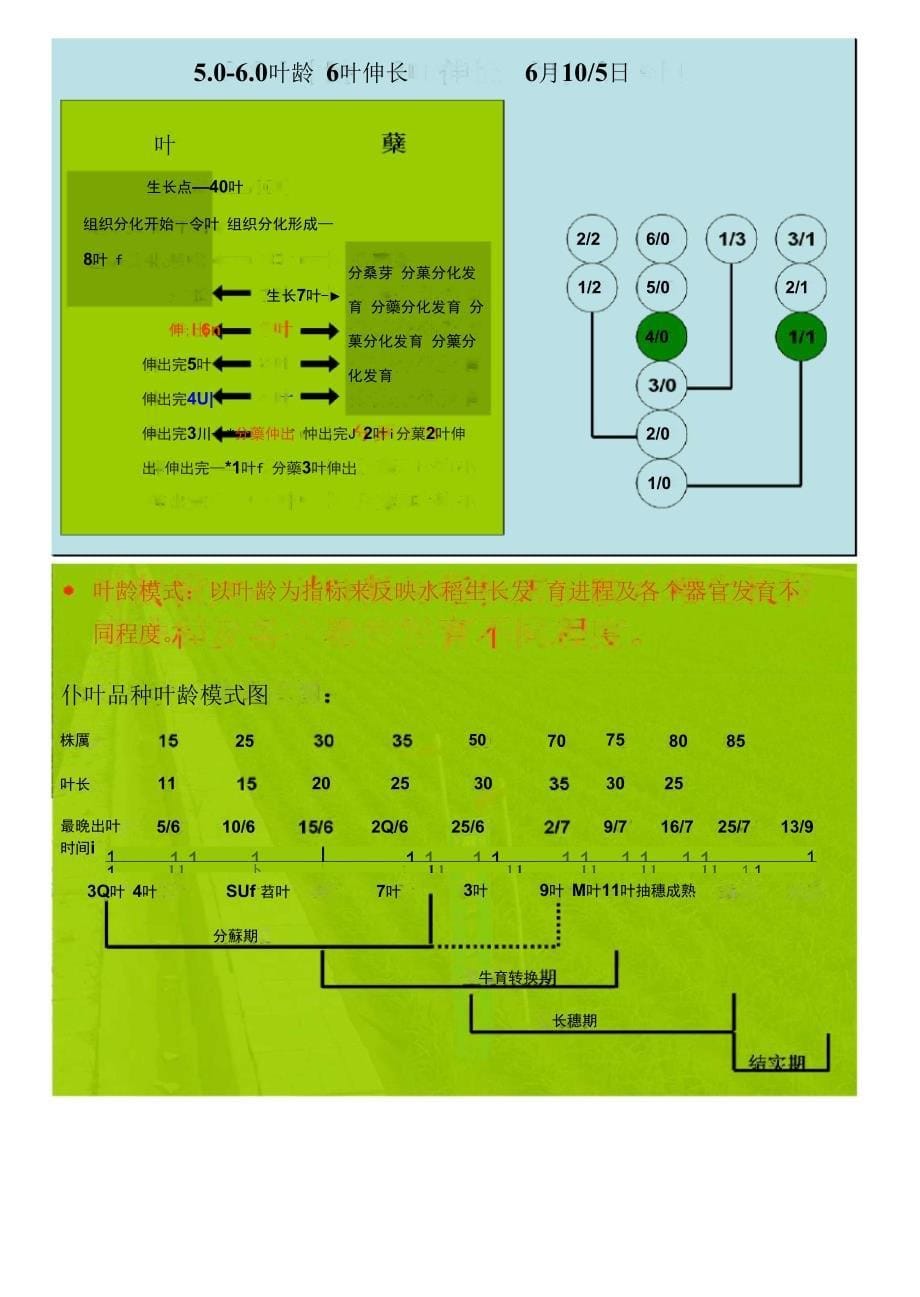 叶龄诊断技术_第5页