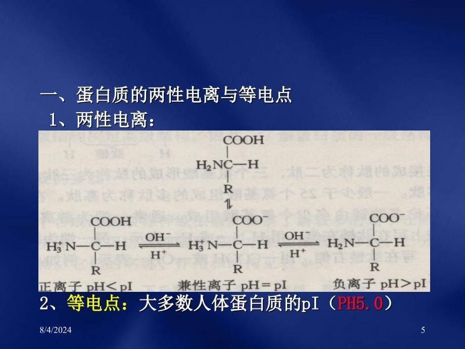 蛋白质的化学2_第5页