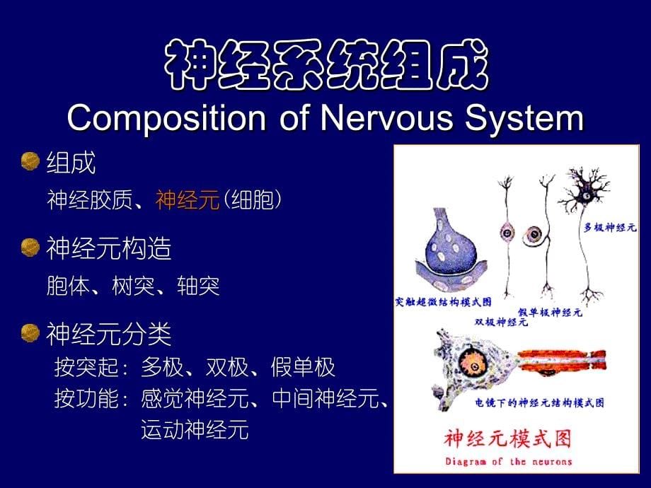 系统解剖学课件：周围神经系统1_第5页