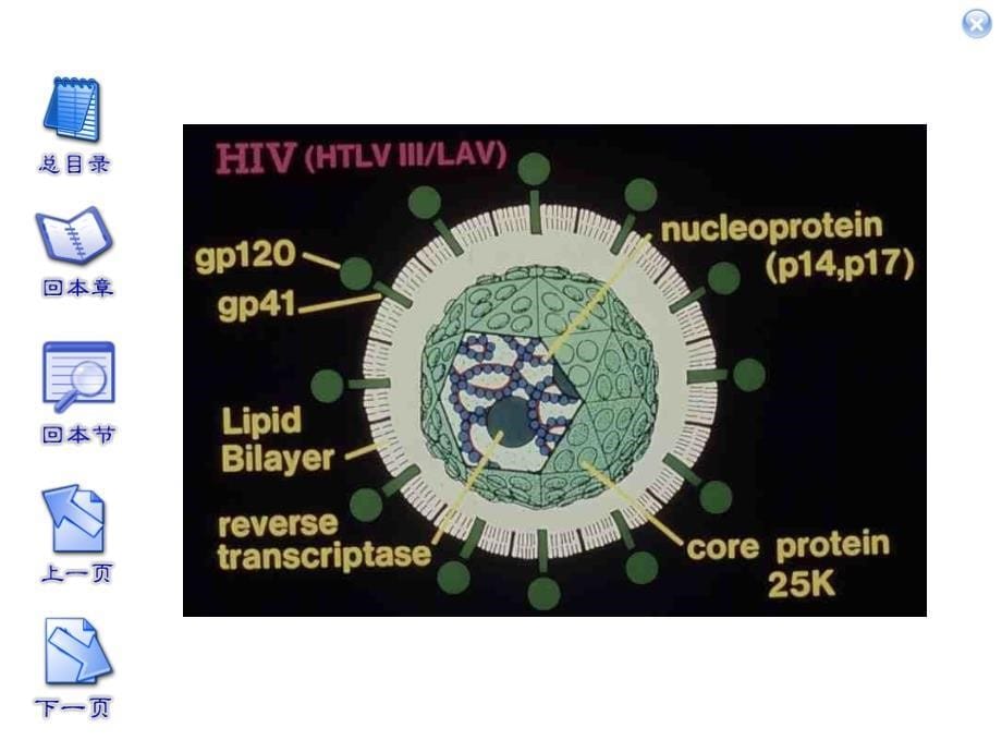 医学专题：5传染病的特征讲解_第5页