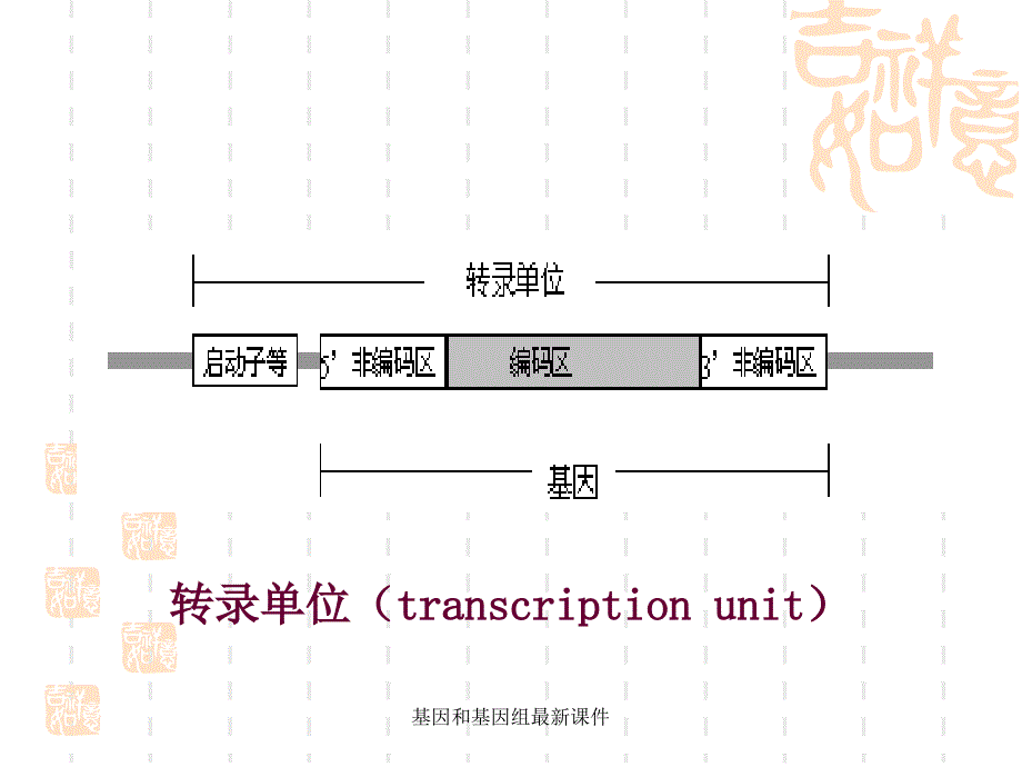 基因和基因组最新课件_第4页