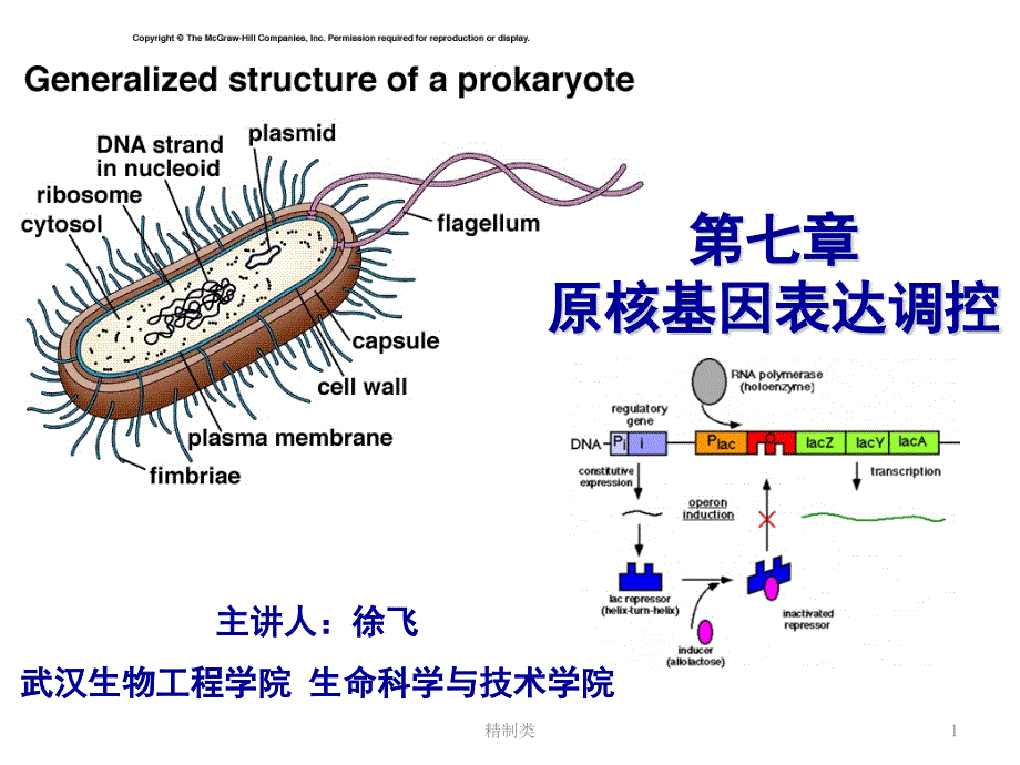 乳糖操纵子（精制医学）_第1页