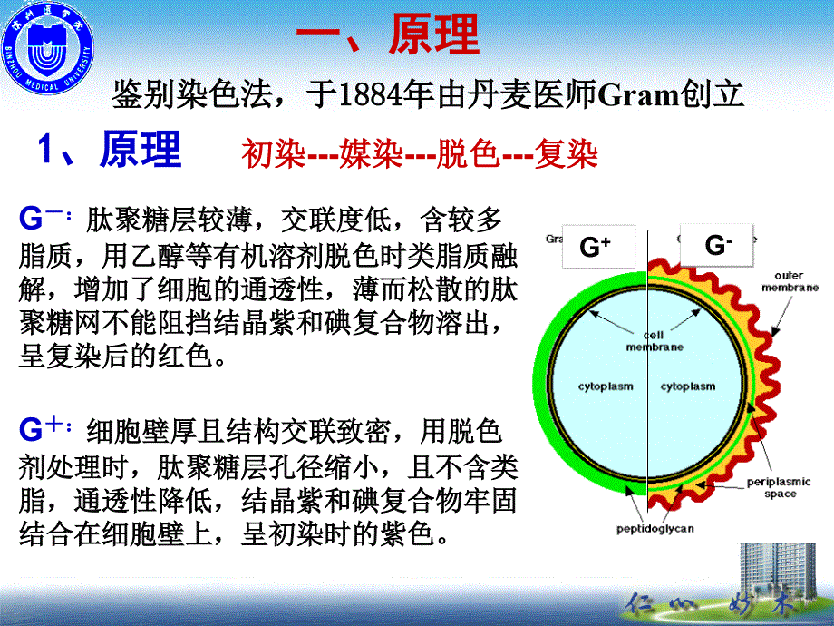 张玉梅医学微生物学革兰染色实验_第2页