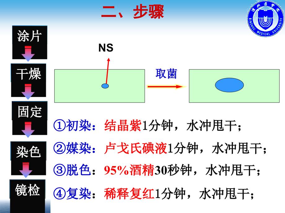 张玉梅医学微生物学革兰染色实验_第3页