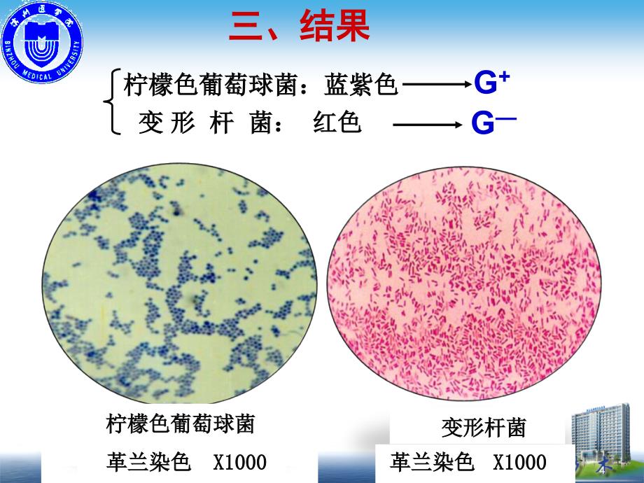 张玉梅医学微生物学革兰染色实验_第4页