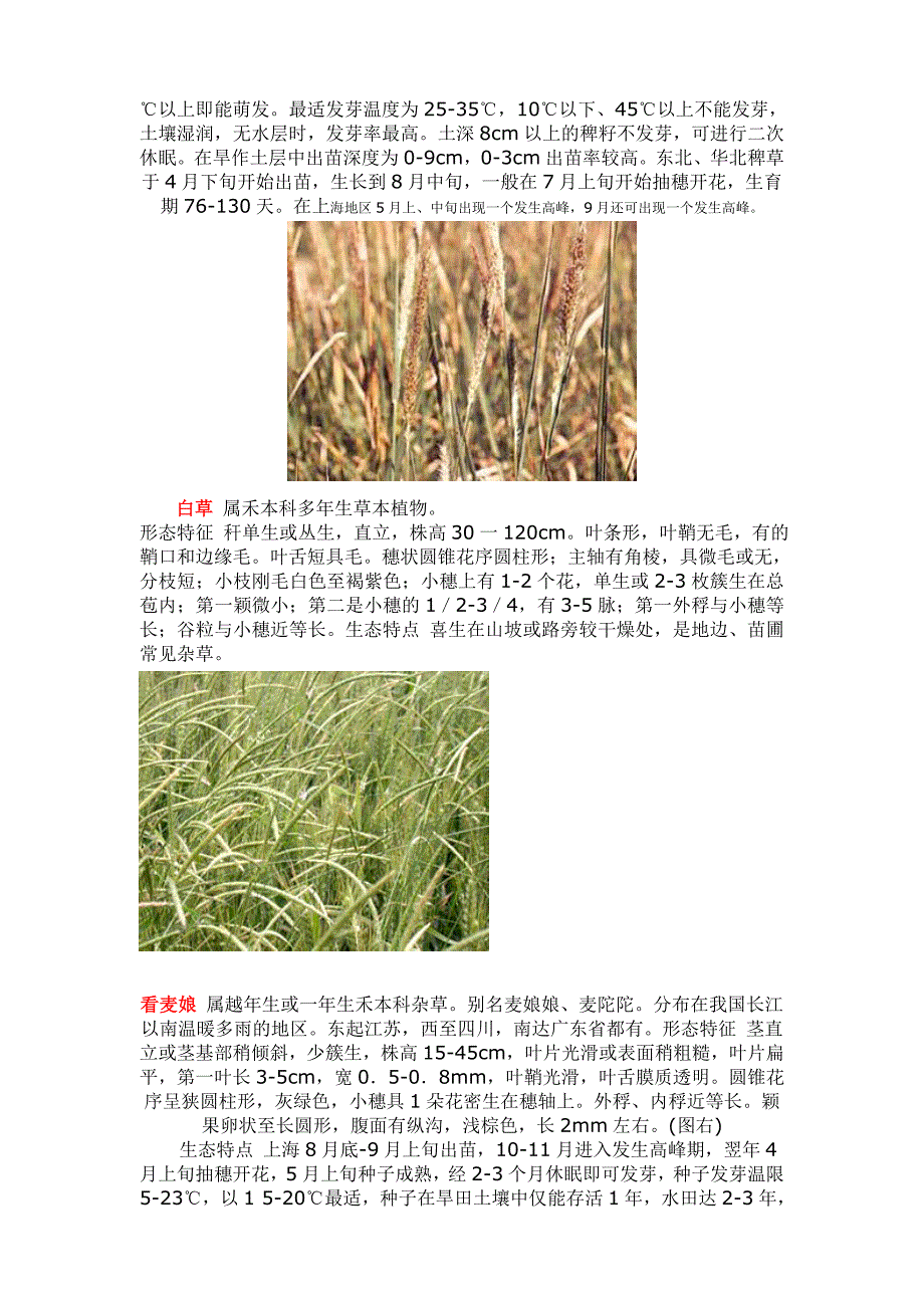 常见禾本科杂草.doc_第2页