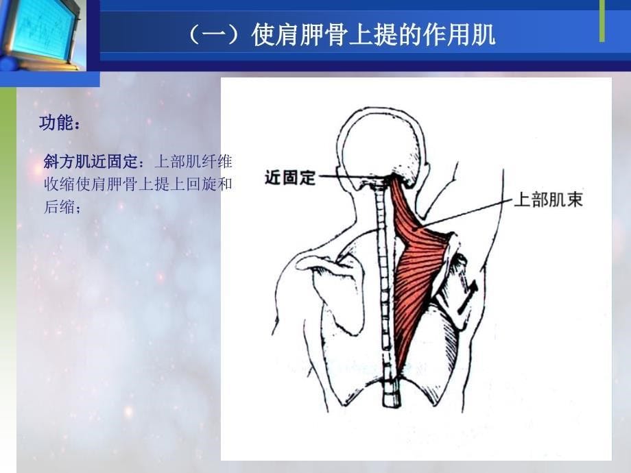 《运动上肢的作用肌》课件_第5页