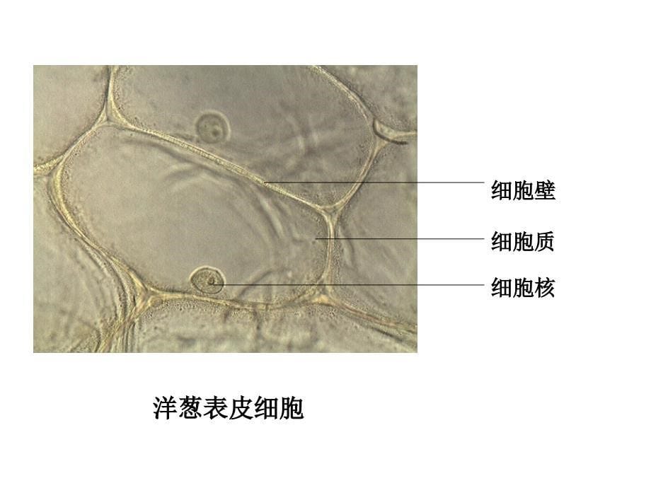 药用植物学实验_第5页