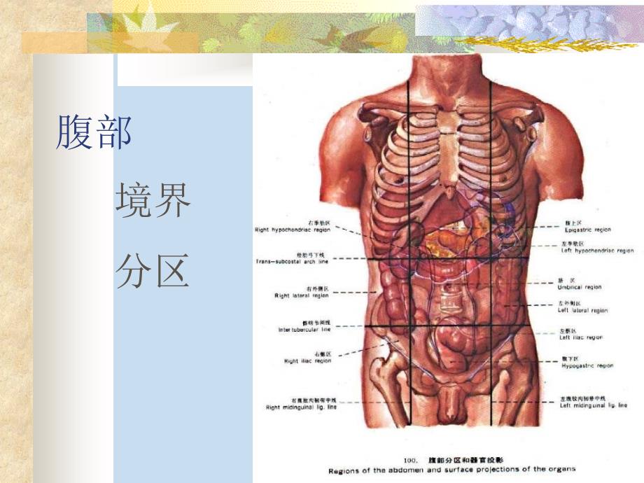 局部解剖学 腹前外侧壁文档资料_第1页