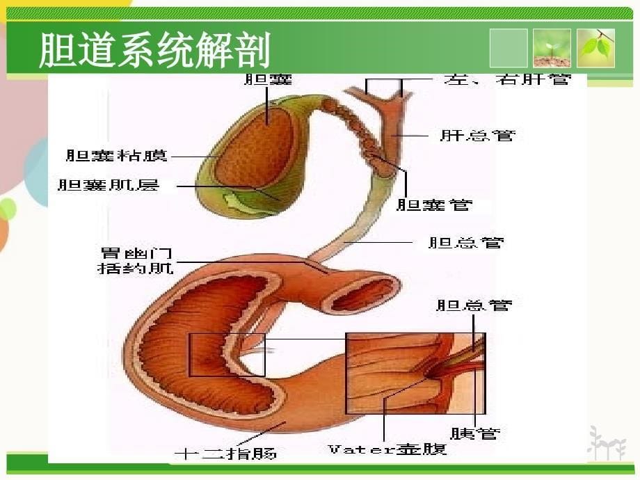 胆总管结石护理查房14997_第5页