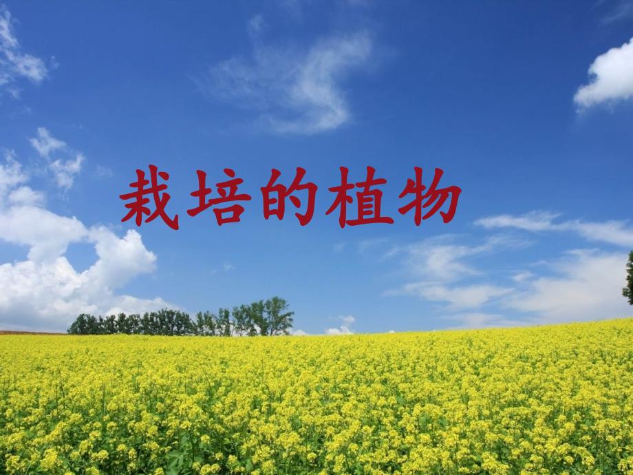 栽培的植物小学科学_第1页