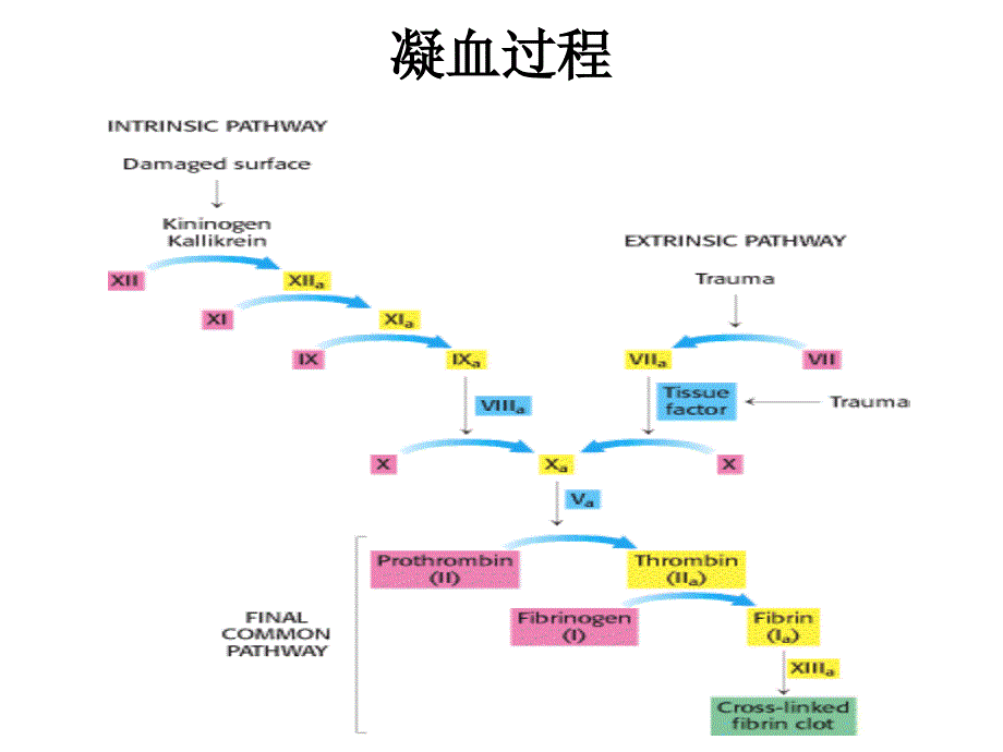 影响血液及造血系统的药物_第4页