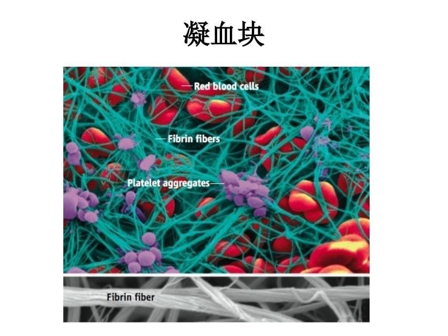 影响血液及造血系统的药物_第5页