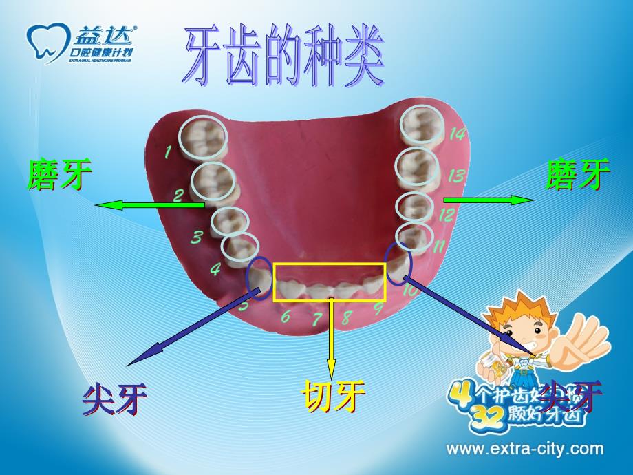 健康安全岛—保护牙齿PPT课件_第3页