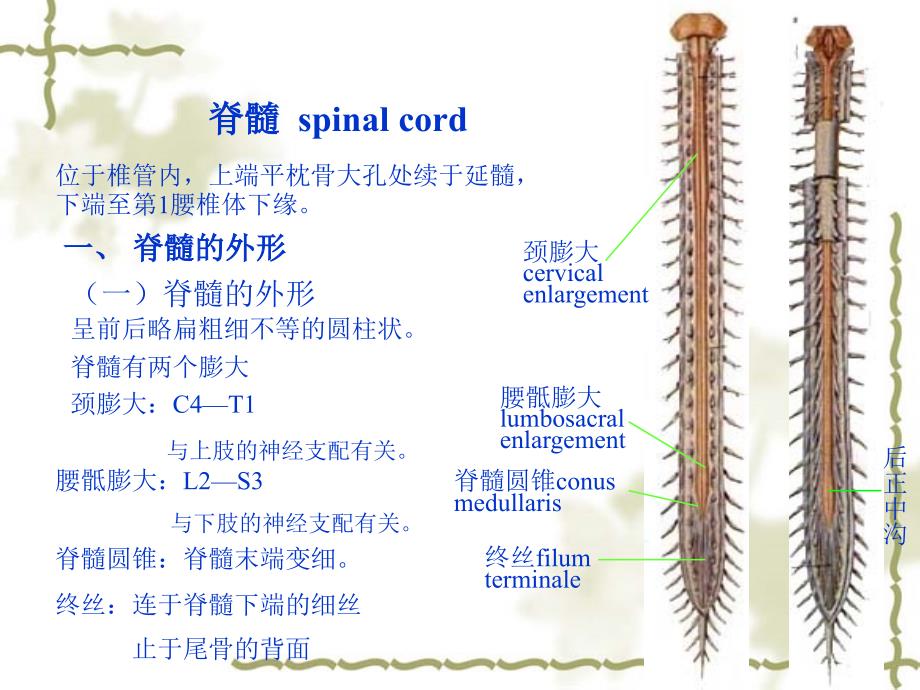 人体解剖学教学课件15-2脊髓_第3页