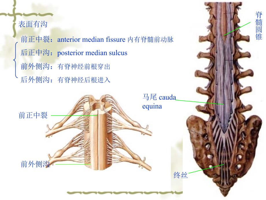 人体解剖学教学课件15-2脊髓_第4页