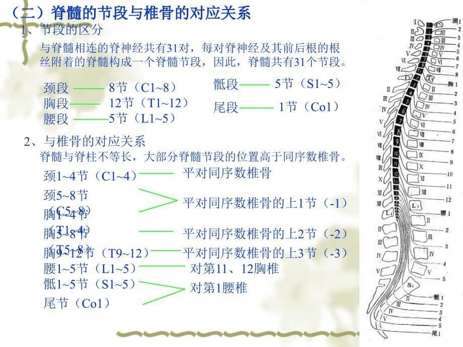 人体解剖学教学课件15-2脊髓_第5页