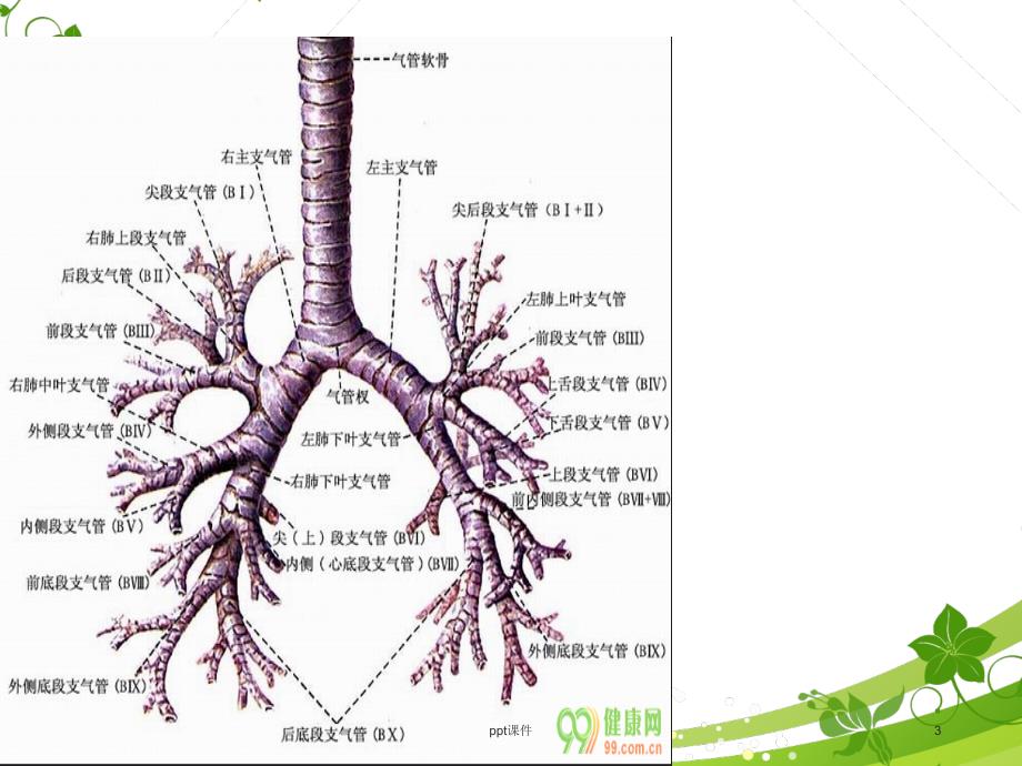 周围型肺癌--ppt课件_第3页