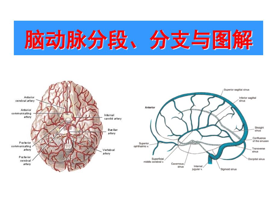 头颅血管脑动脉解剖与影像_第1页