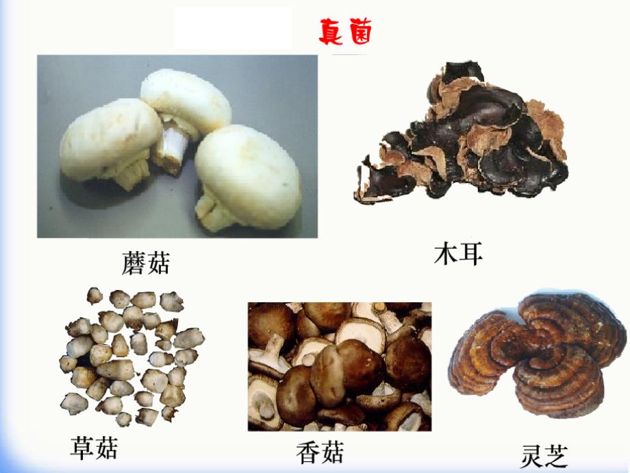 八年级生物上册 5.4.1细菌和真菌的分布 （新版）新人教版_第1页