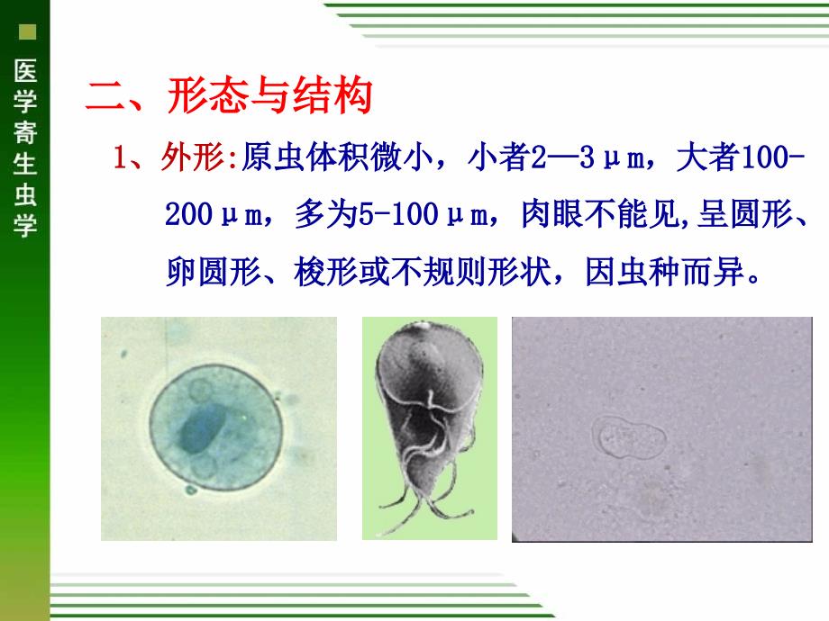 医学寄生虫学：医学原生动物 溶组织内阿米巴 鞭毛虫_第3页