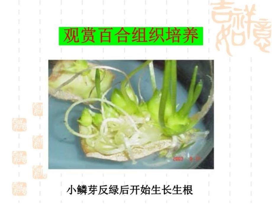 园艺植物组织培养复习过程_第4页