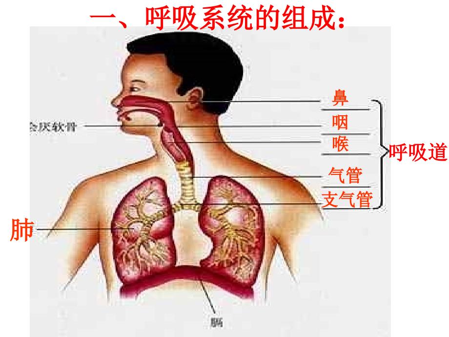 《人体的呼吸复习》PPT课件_第2页