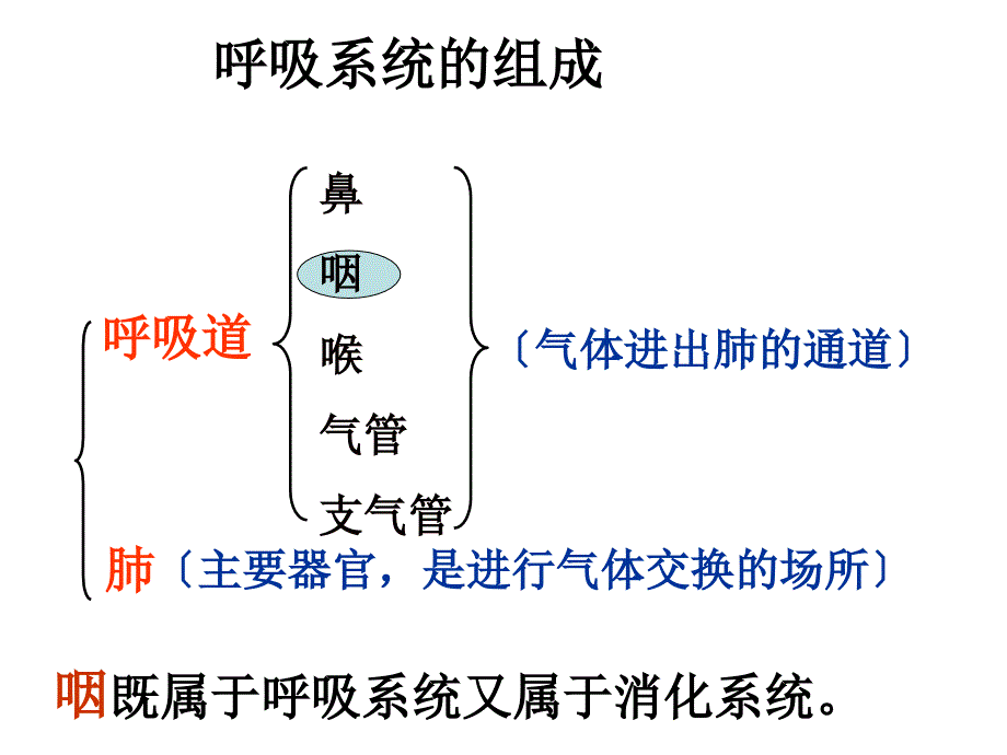 《人体的呼吸复习》PPT课件_第3页