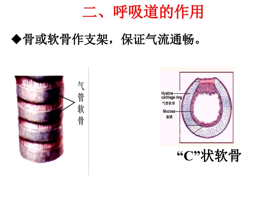 《人体的呼吸复习》PPT课件_第4页