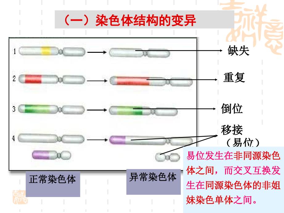 染色体变异高三生物一轮复习_第3页